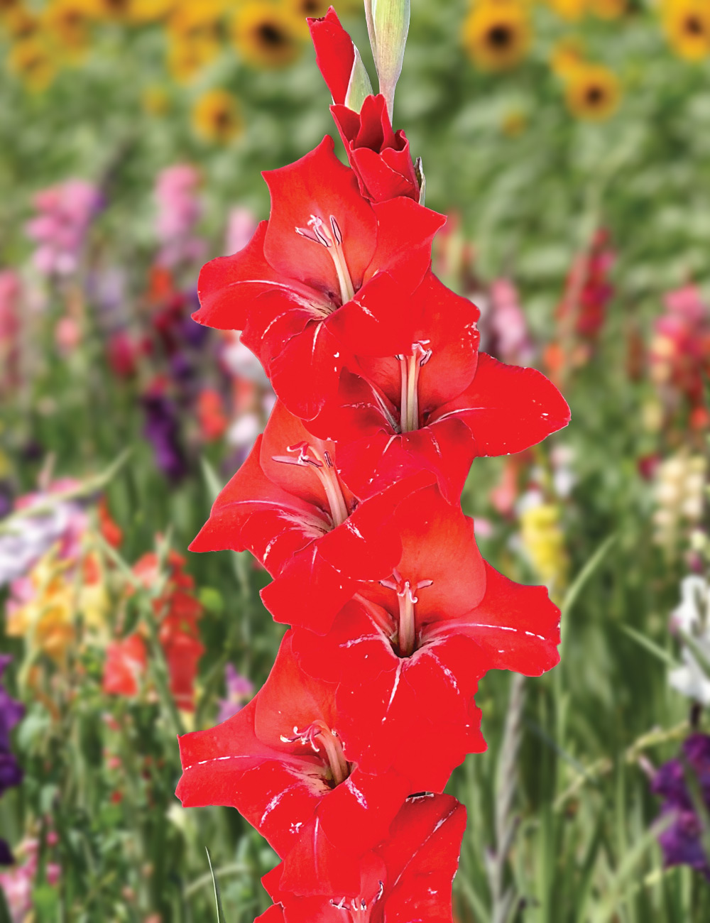 Gladioli 'Glamini Peter'