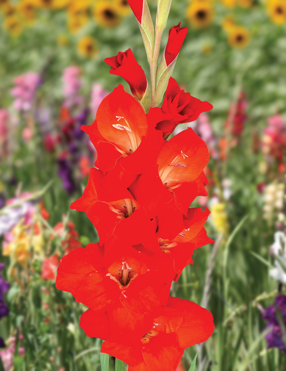 Gladioli 'Glamini Patty'