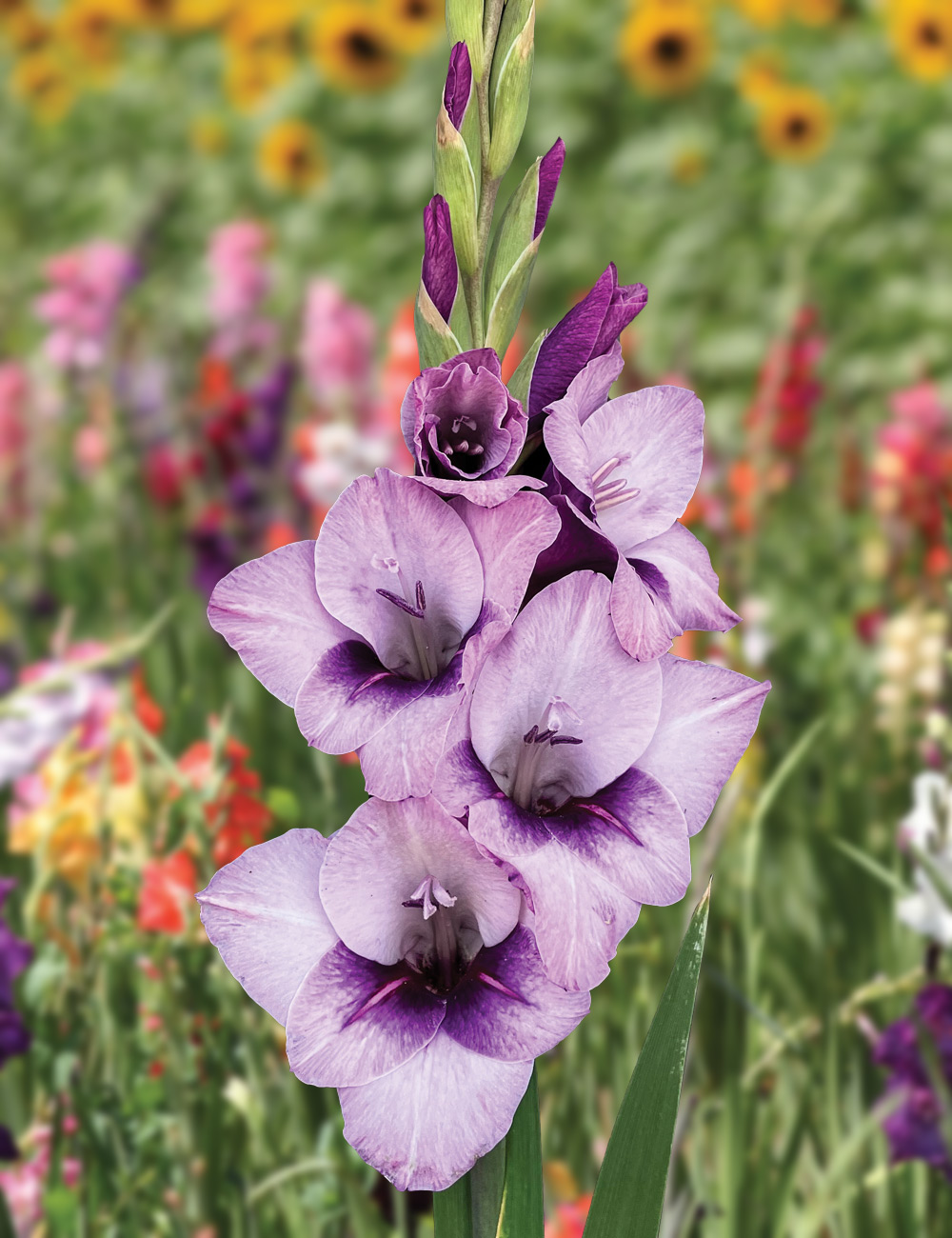 Gladioli 'Glamini Tina'