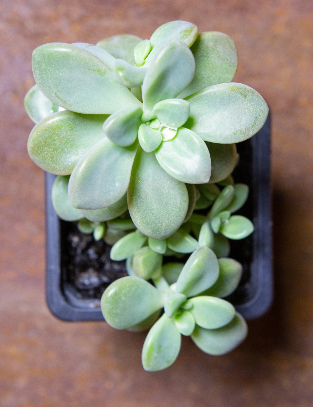 Graptopetalum 'Ellen'