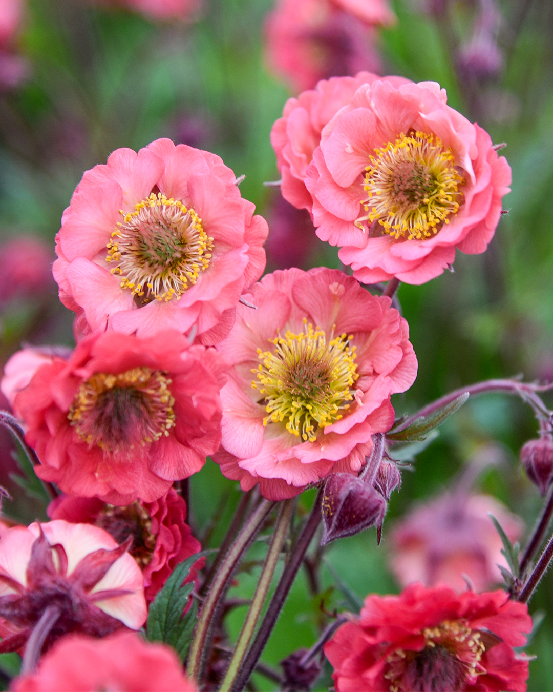 Geum 'Pink Petticoat'