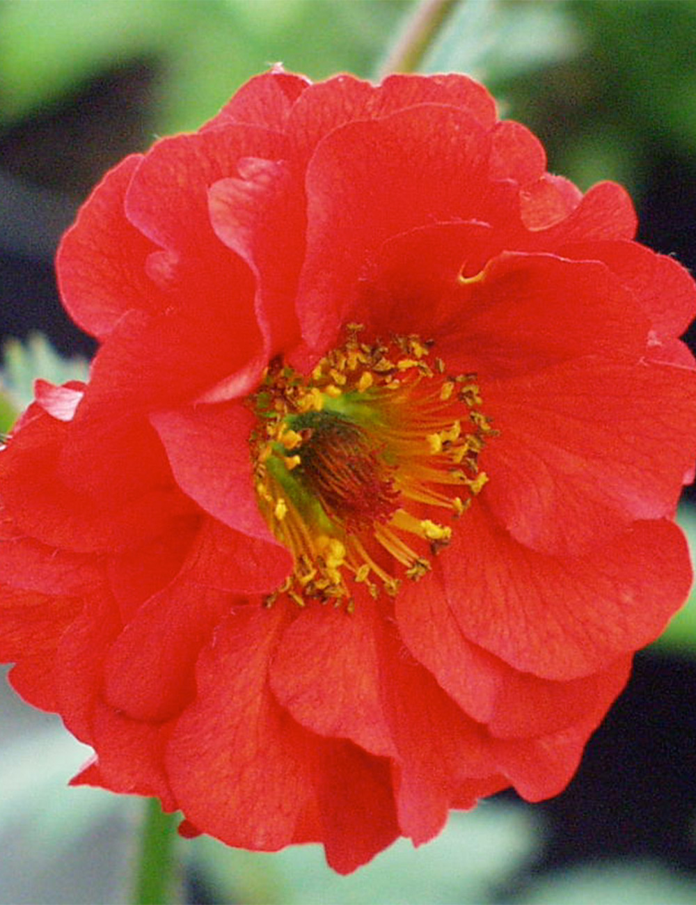 Geum 'Red Wings'
