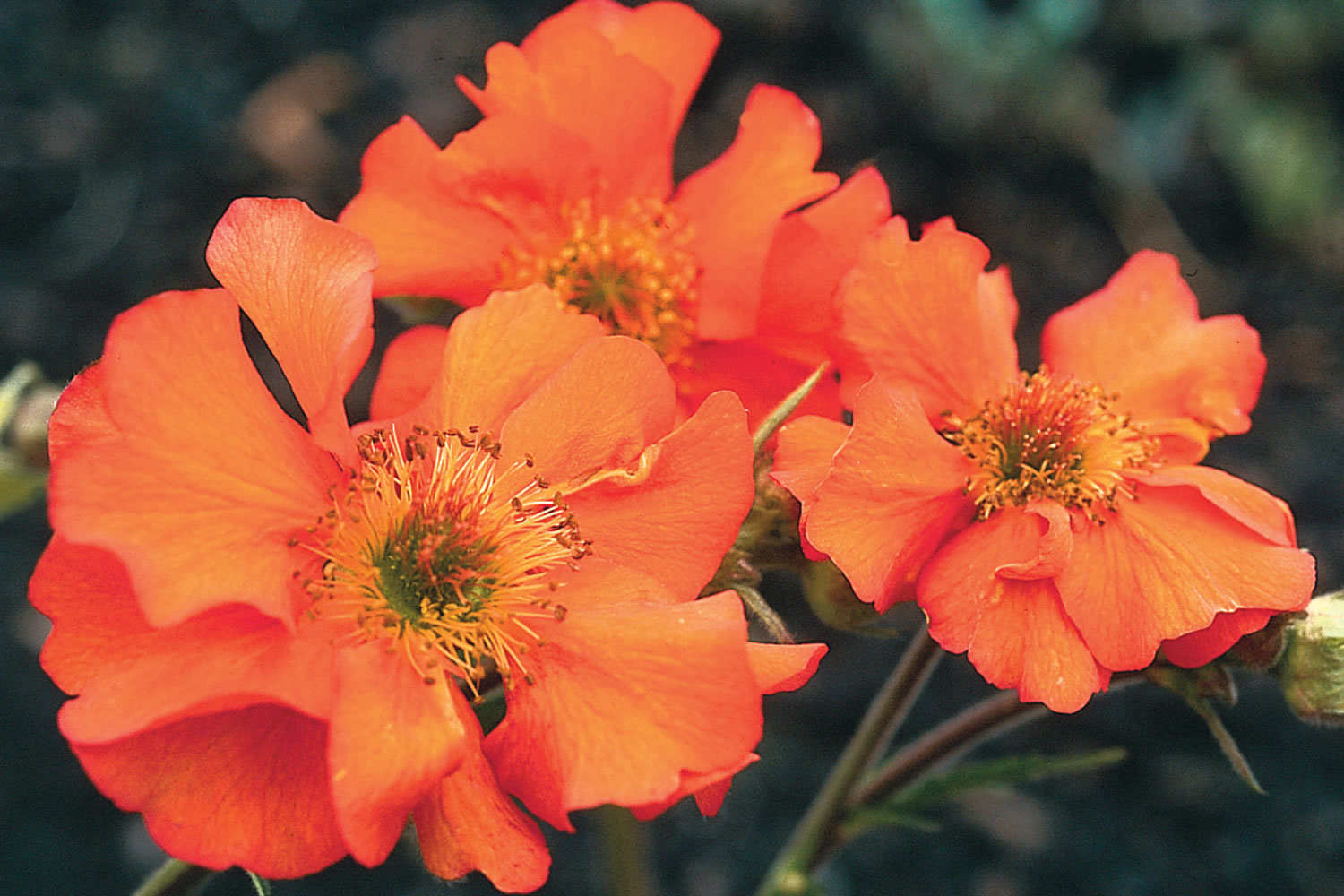 Geum Tangerine