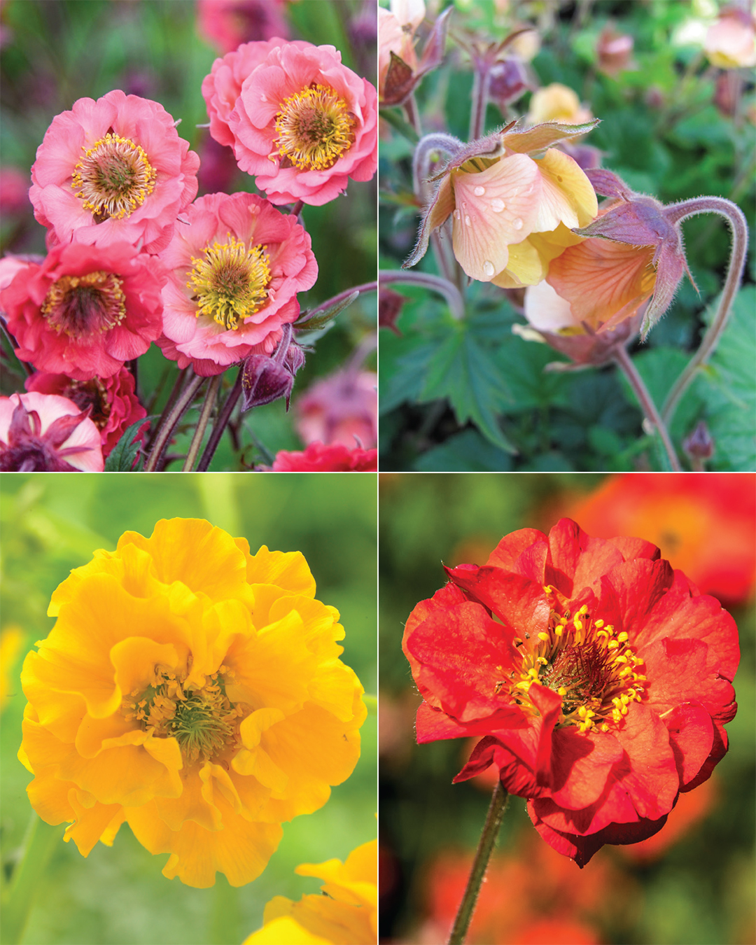 Geums Collection