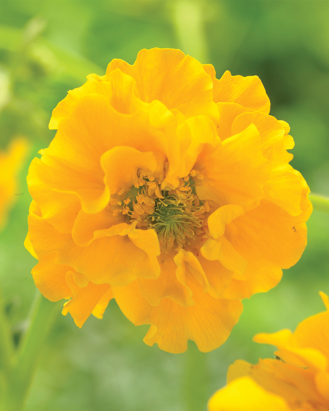 Geum 'Goldball'