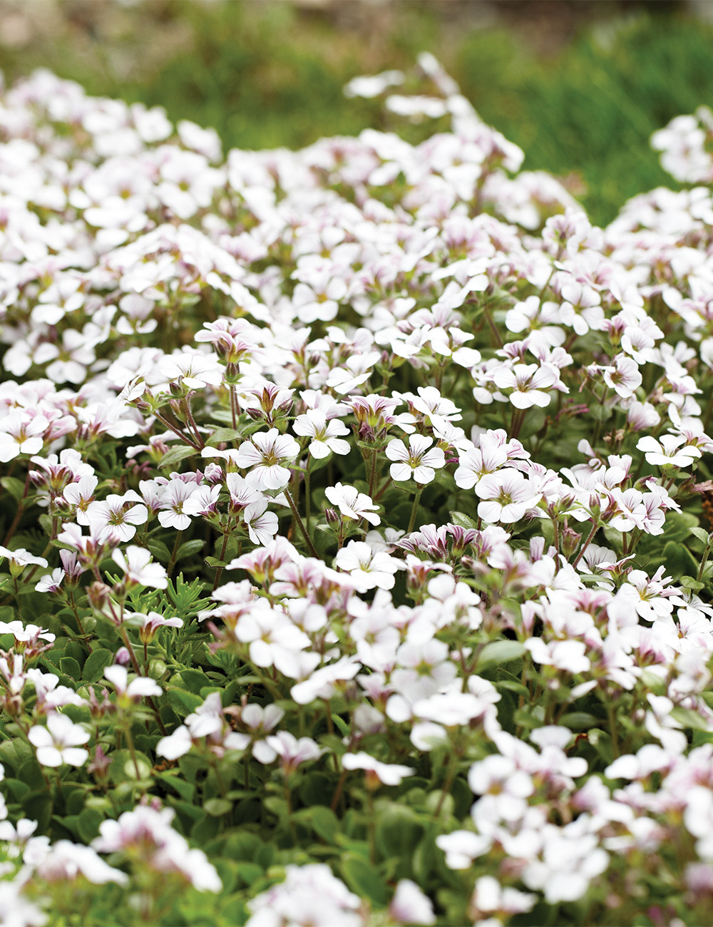 Gypsophila 'Clumping Baby's Breath'