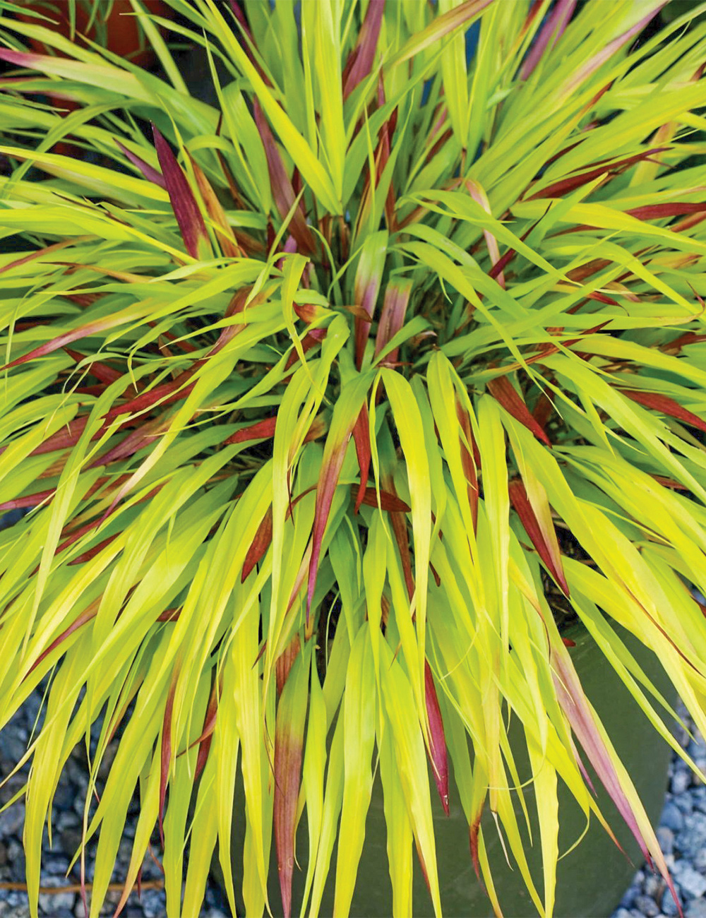 Hakone Grass 'Sunflare'