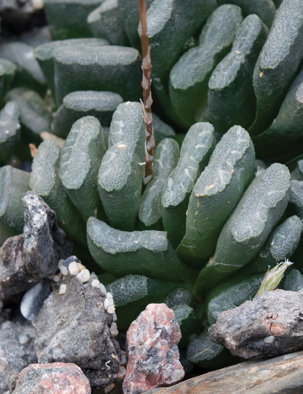 Horse's Teeth Haworthia