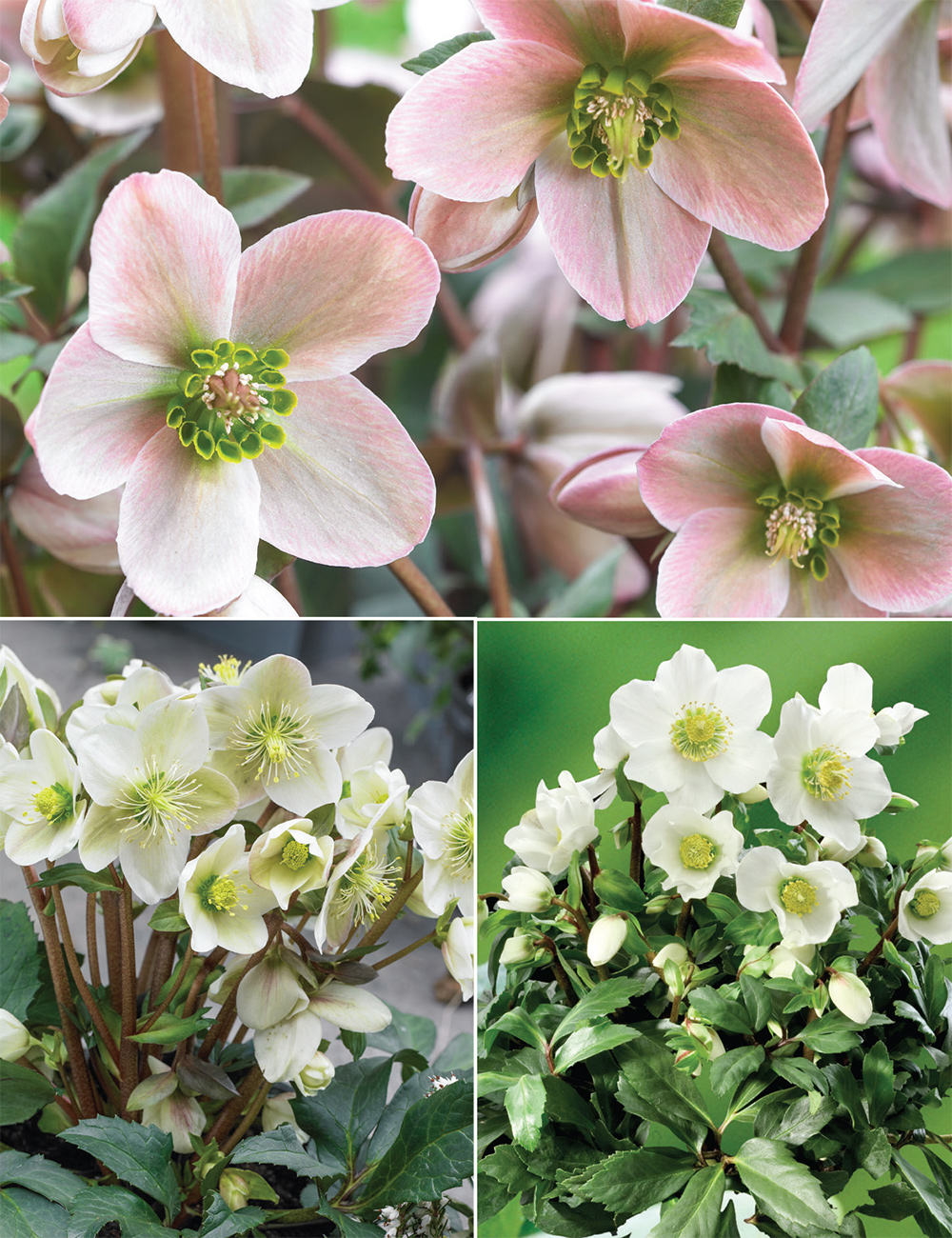 Snow Roses Collection