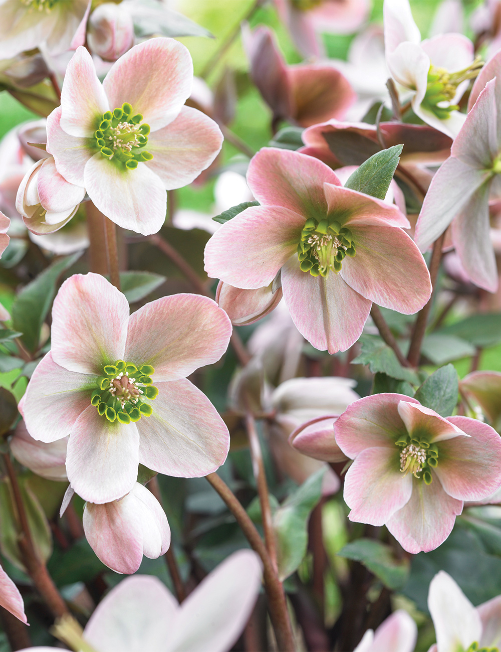 Snow Rose 'Shooting Star'