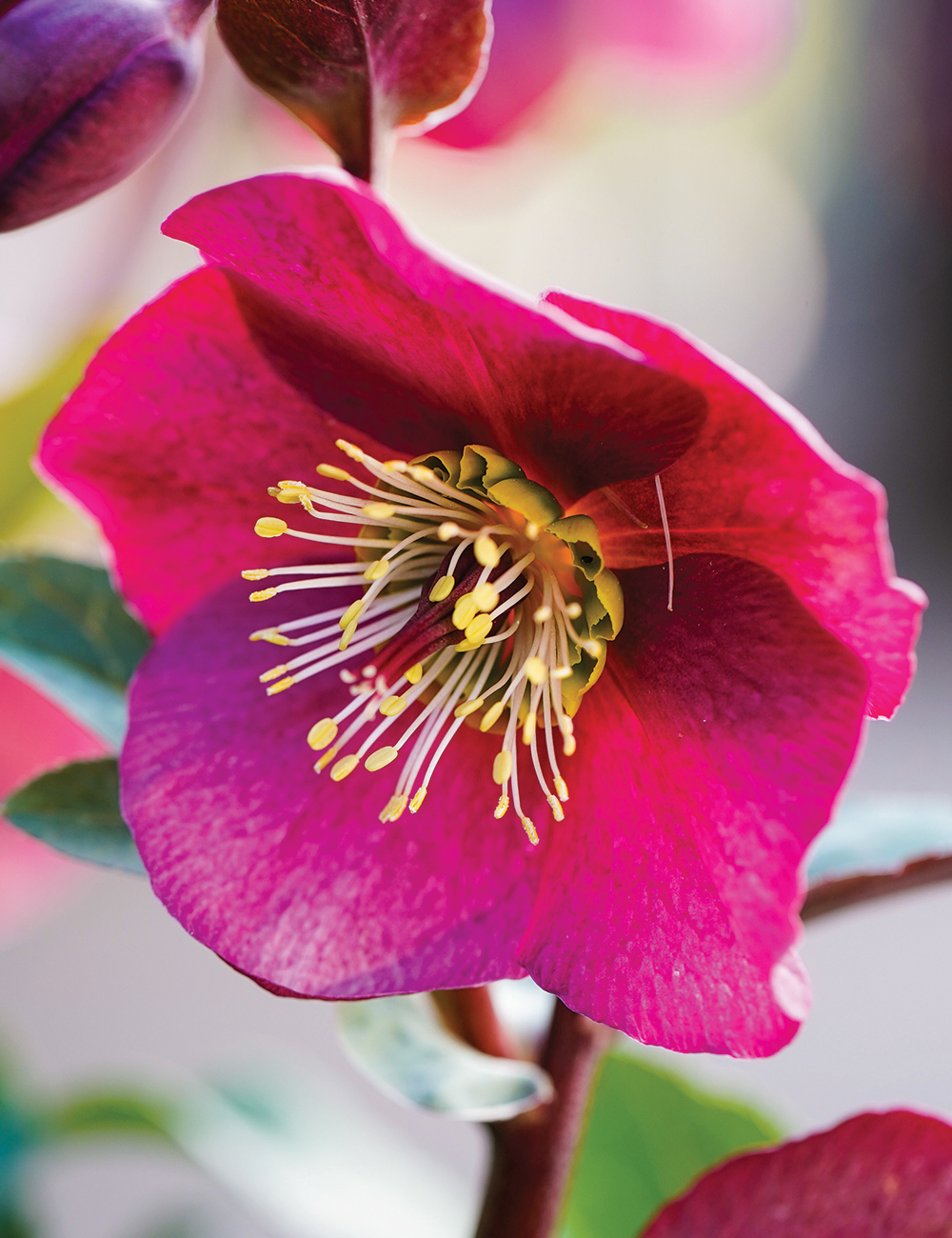 Winter Rose FrostKiss 'Anna's Red'