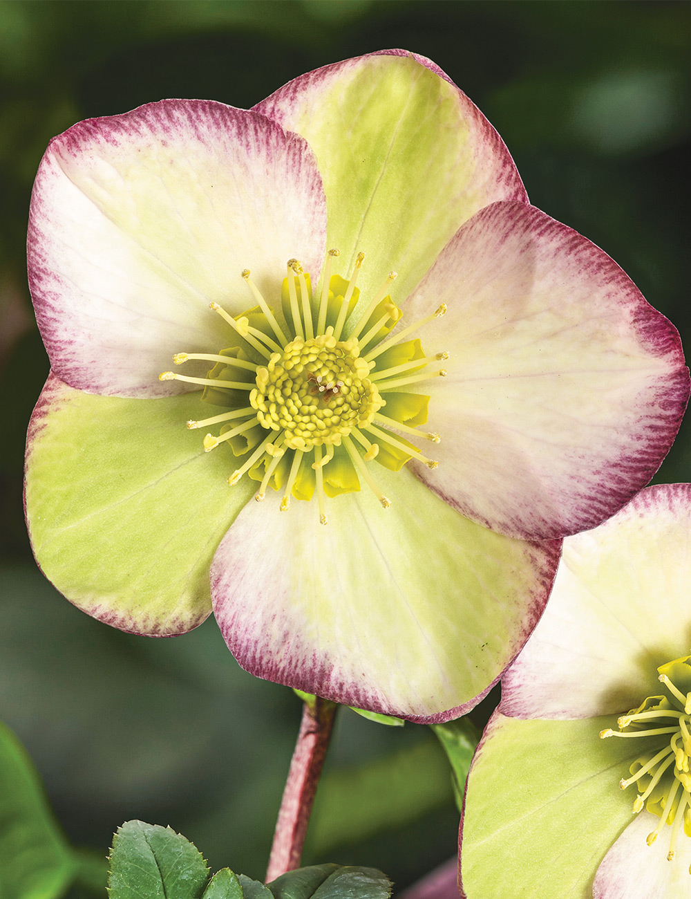 Winter Rose HGC Ice N' Roses 'Frosted Rose'