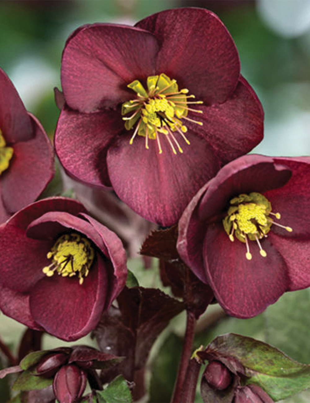 Winter Rose HGC Ice N' Roses 'Merlot'