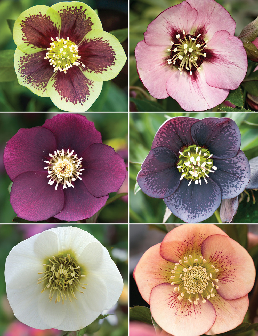 Winter Rose Collection