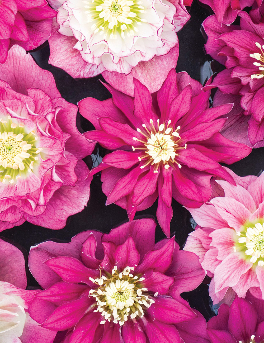 Double Winter Rose 'Cleopatra Hybrids'