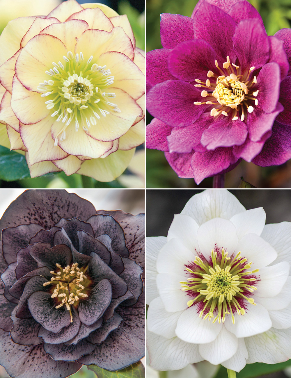 Winter Roses Collection