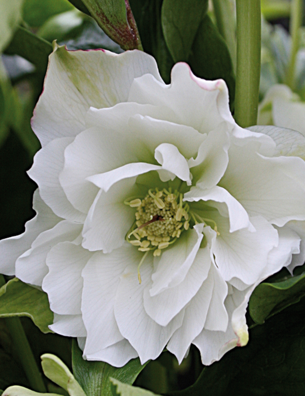 Double Winter Rose 'White Ruffles'