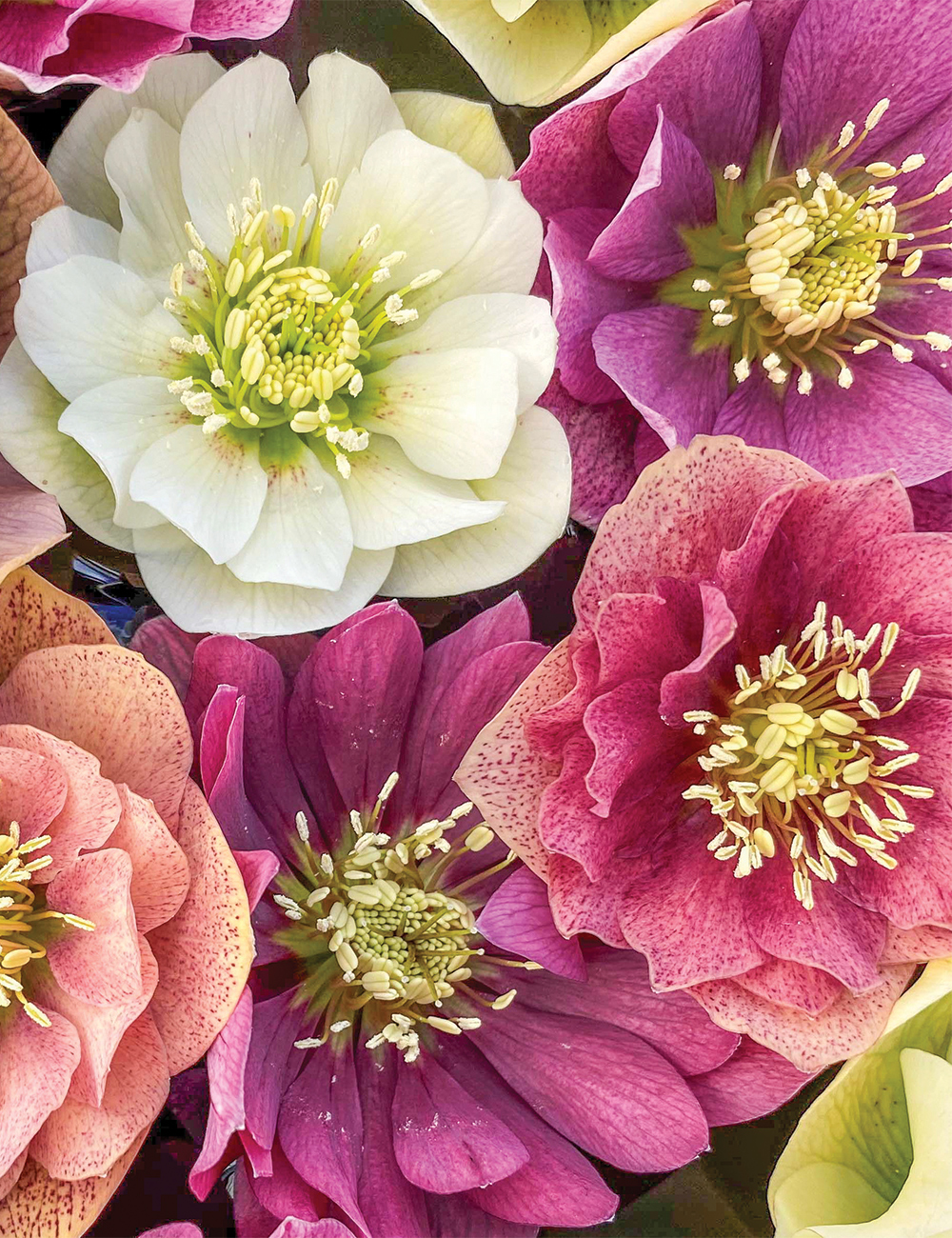 Double Winter Rose 'Ballerina Blend'