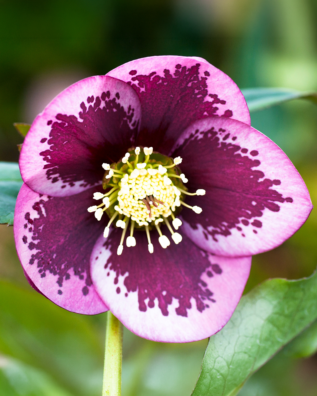 Winter Rose 'Raspberry Coulis'