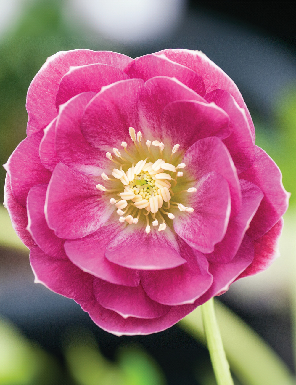 Double Winter Rose 'Strawberry Crush'