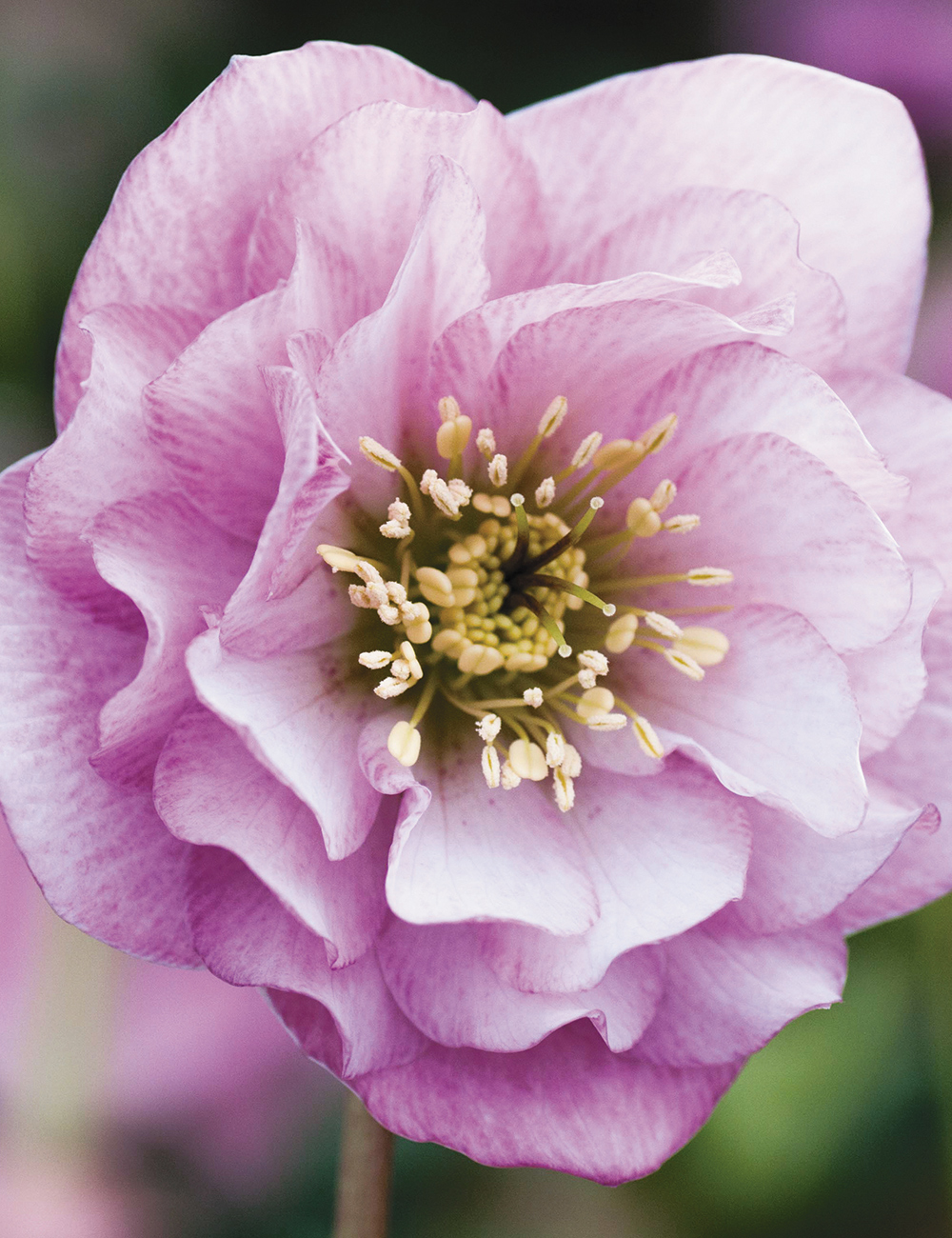 Double Winter Rose 'Princess Charlotte'