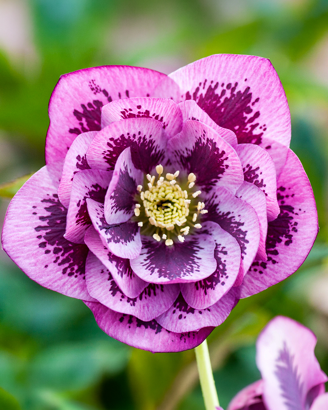 Double Winter Rose 'Raspberry Ripple'