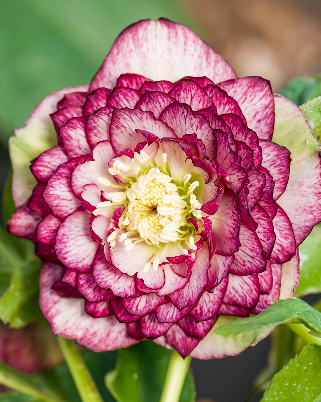 Hellebore Sakura
