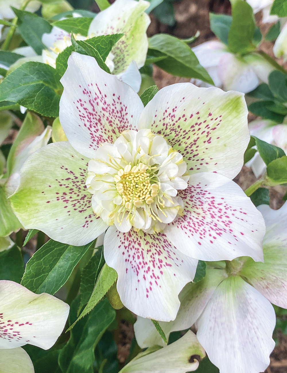 Winter Rose 'White Tutu'