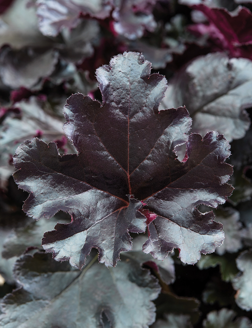Heuchera 'Black Forest Cake'