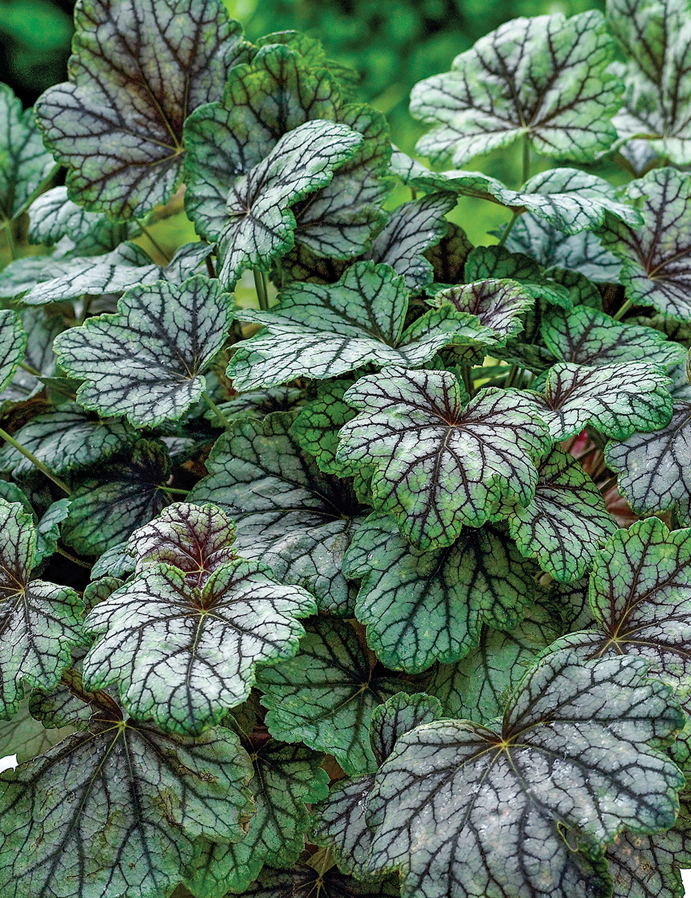 Heuchera 'Venus'
