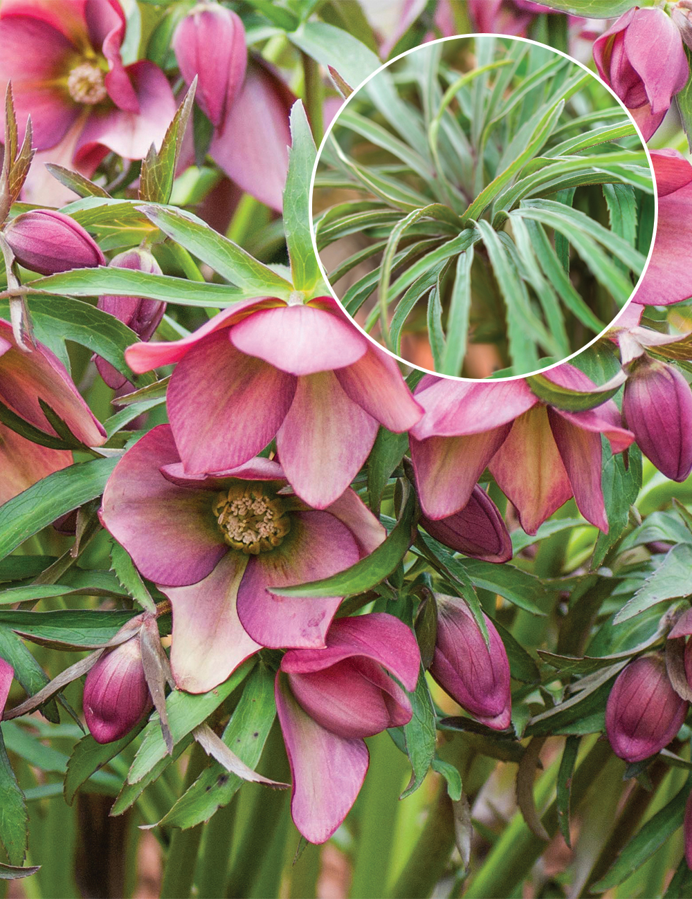 Winter Rose 'Hercegovinus Red Hybrids'