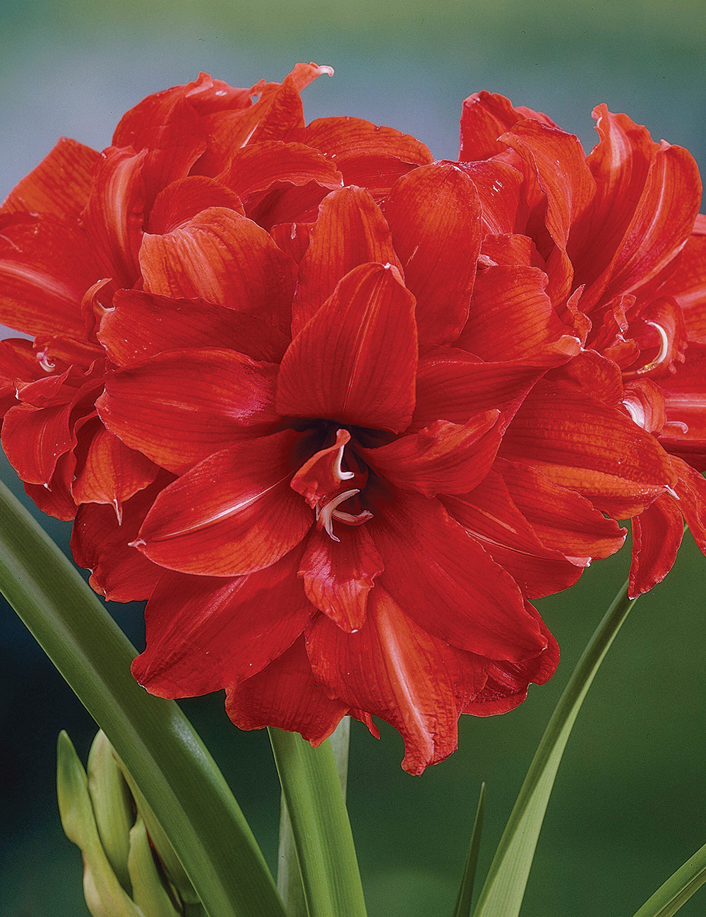 Double Hippeastrum 'Double King'