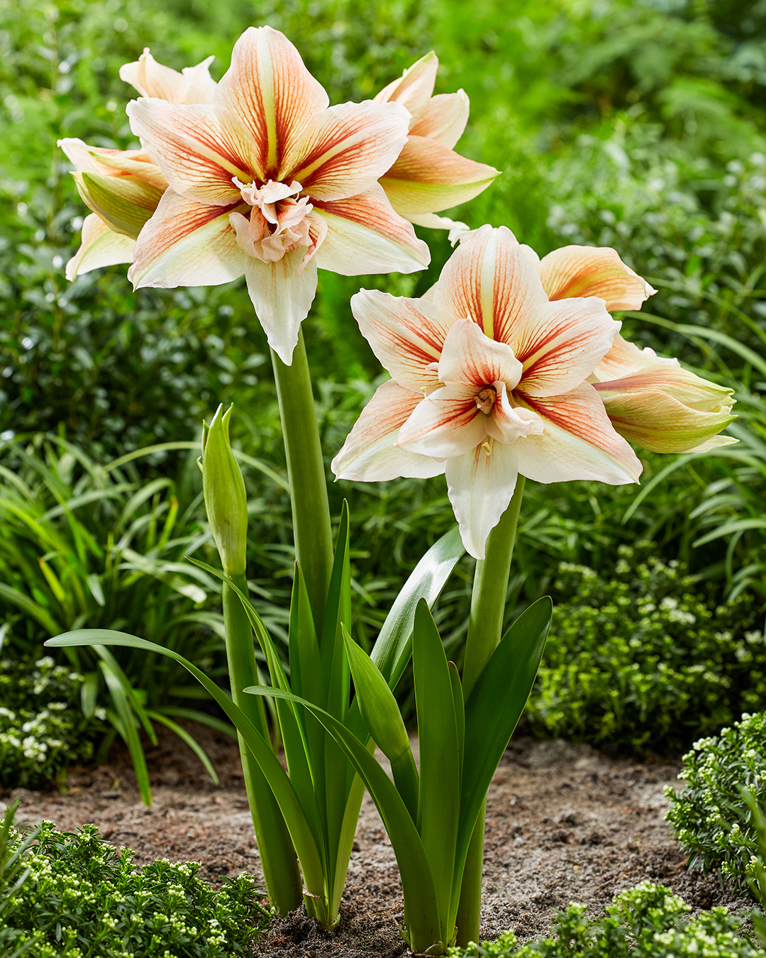 Double Hippeastrum 'Inca Star'