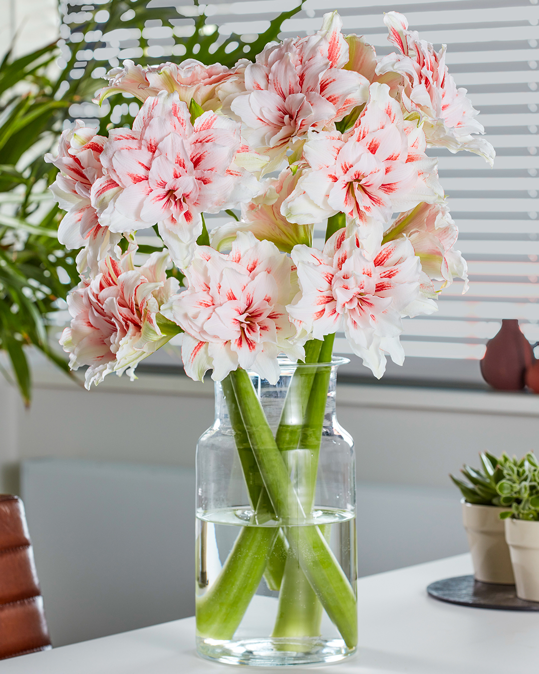 Double Hippeastrum 'Princess Madeleine'