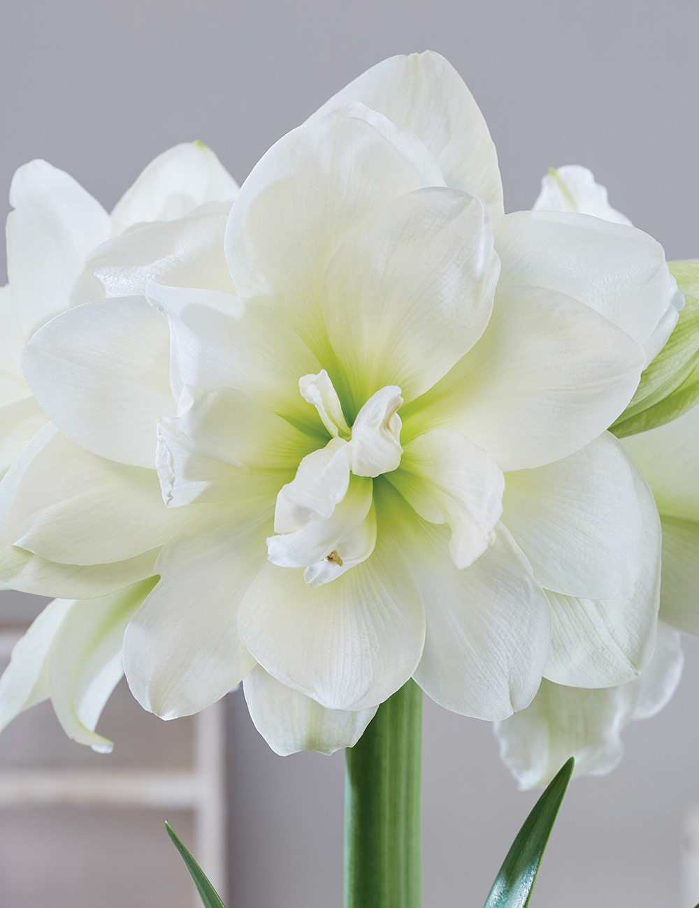 Double Hippeastrum 'White Amadeus'