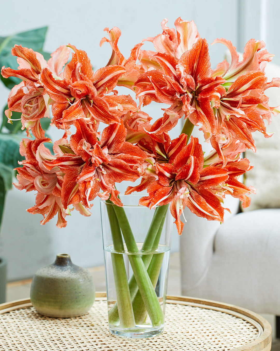 Double Hippeastrum 'Wild Dance'