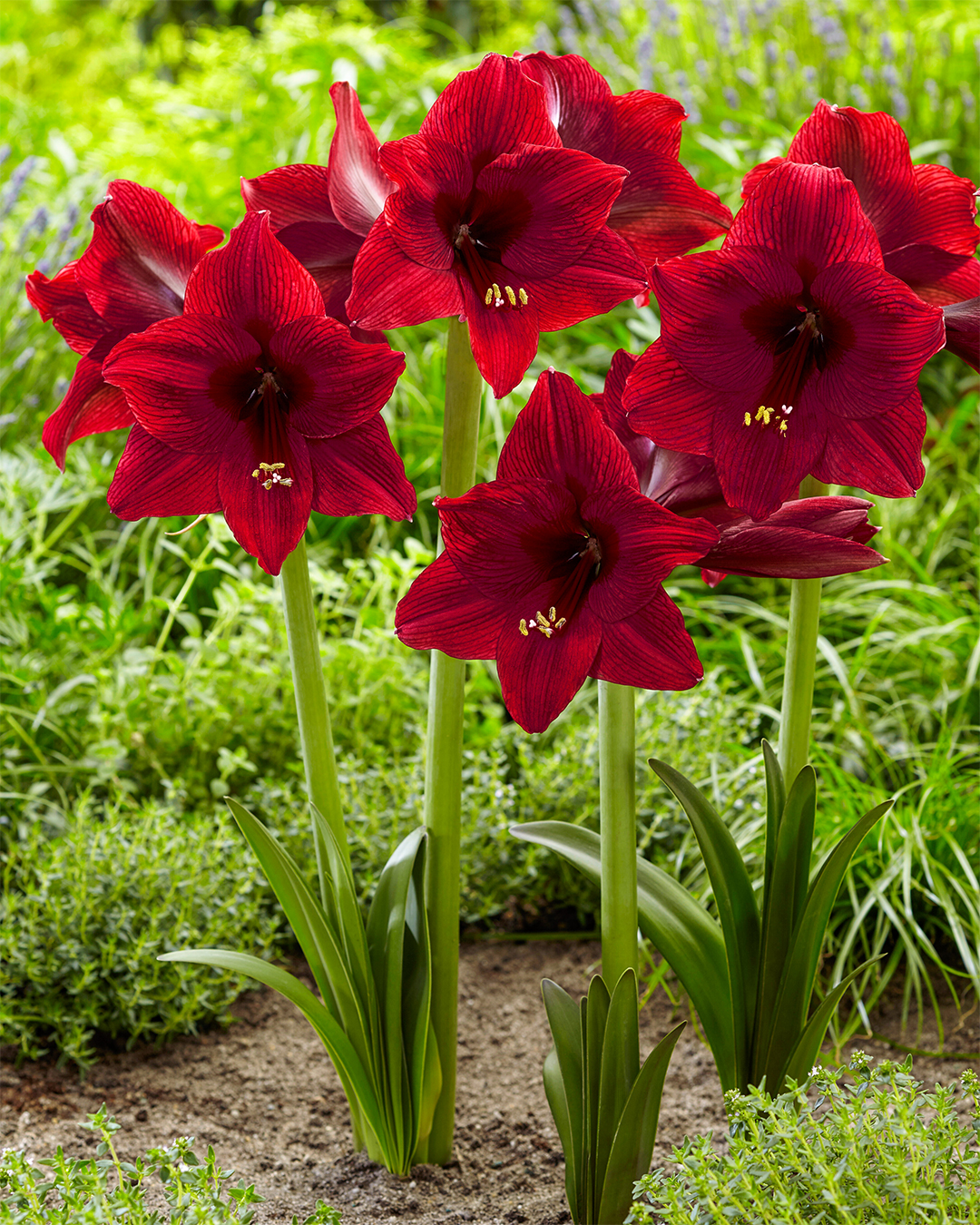 Hippeastrum 'Arabian Night'