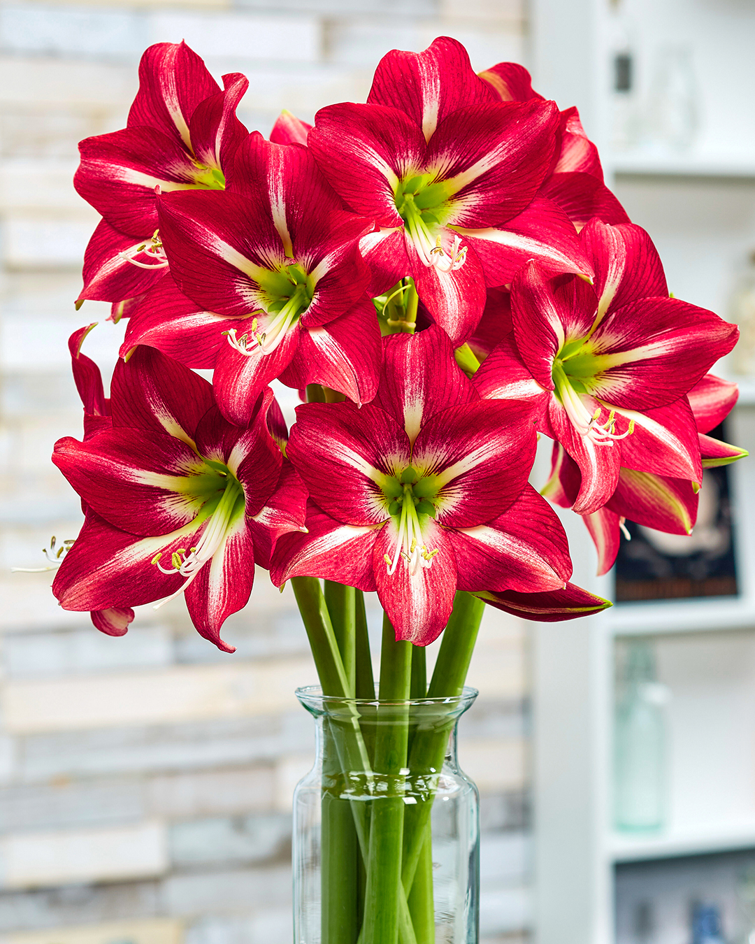 Hippeastrum 'Striped Beauty'