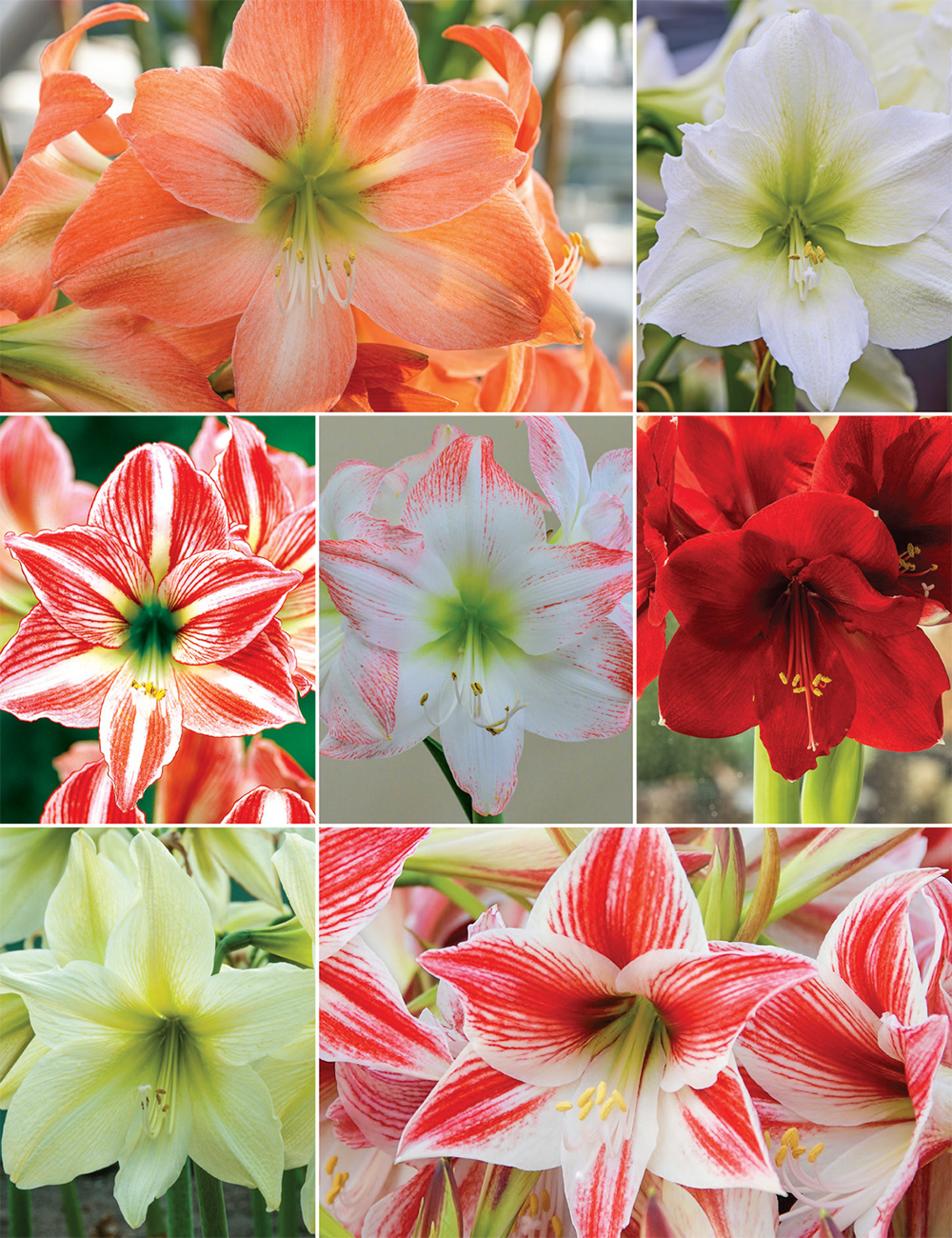 Hippeastrums Collection