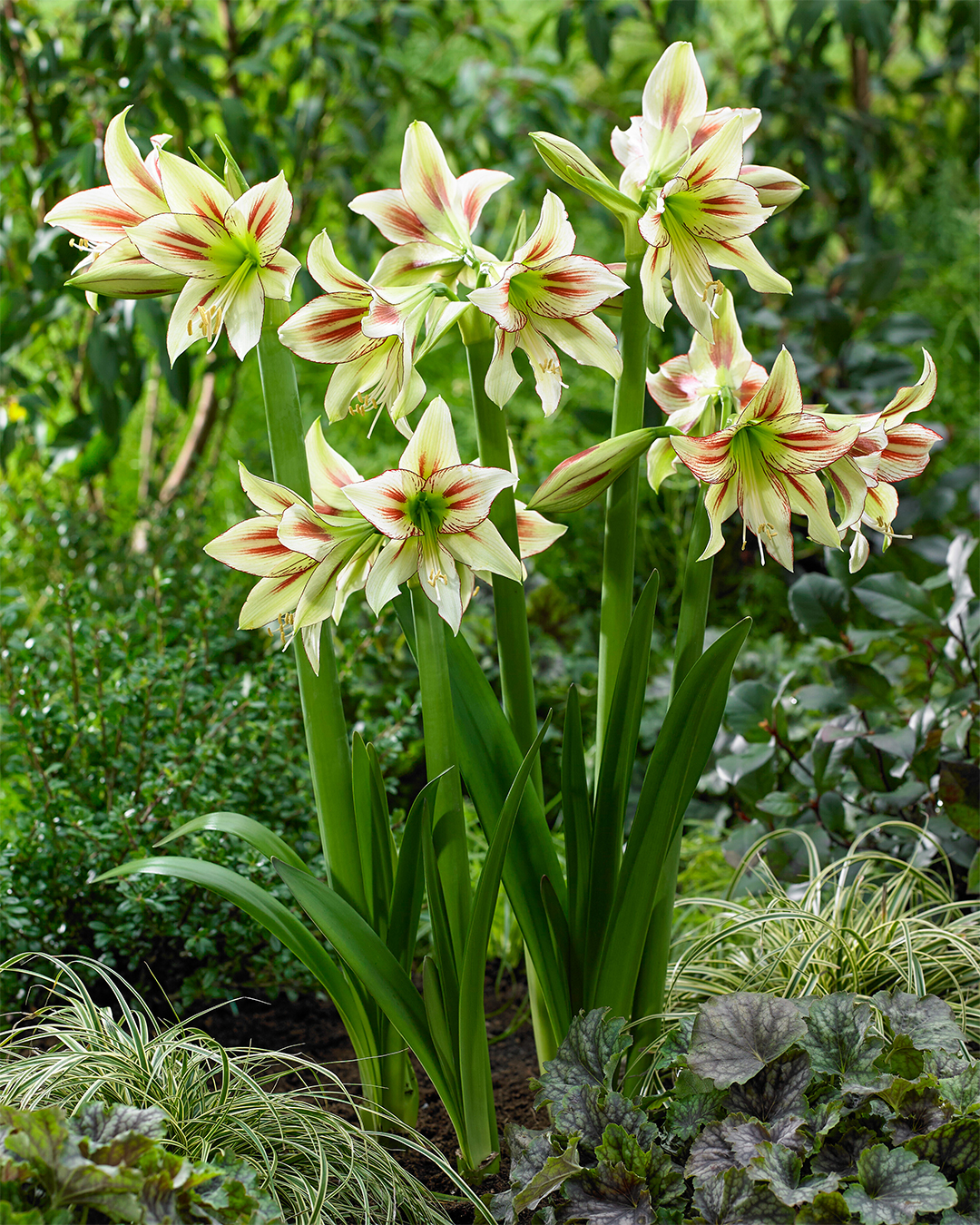 Hippeastrum 'Cleopatra'