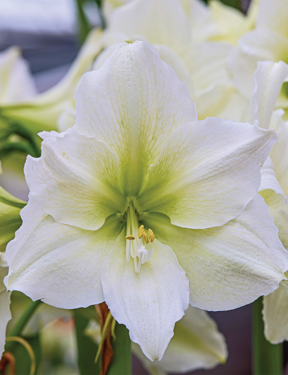 Hippeastrum 'Casablanca'