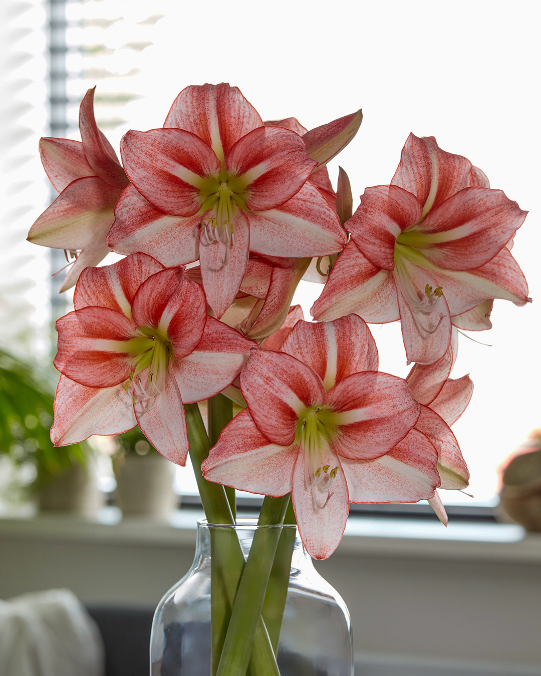 Hippeastrum 'Just Smile'