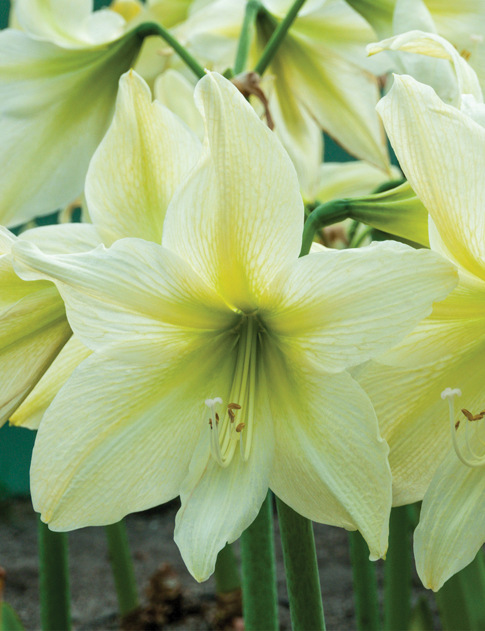 Hippeastrum 'Lemon Star'