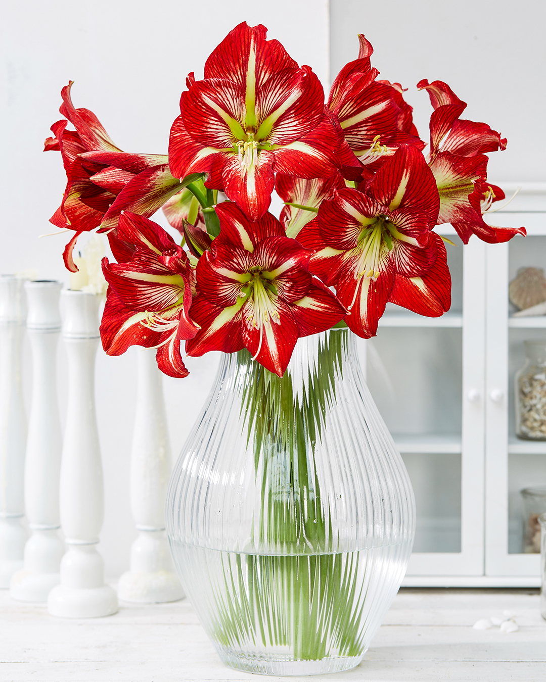 Hippeastrum 'Lynx'
