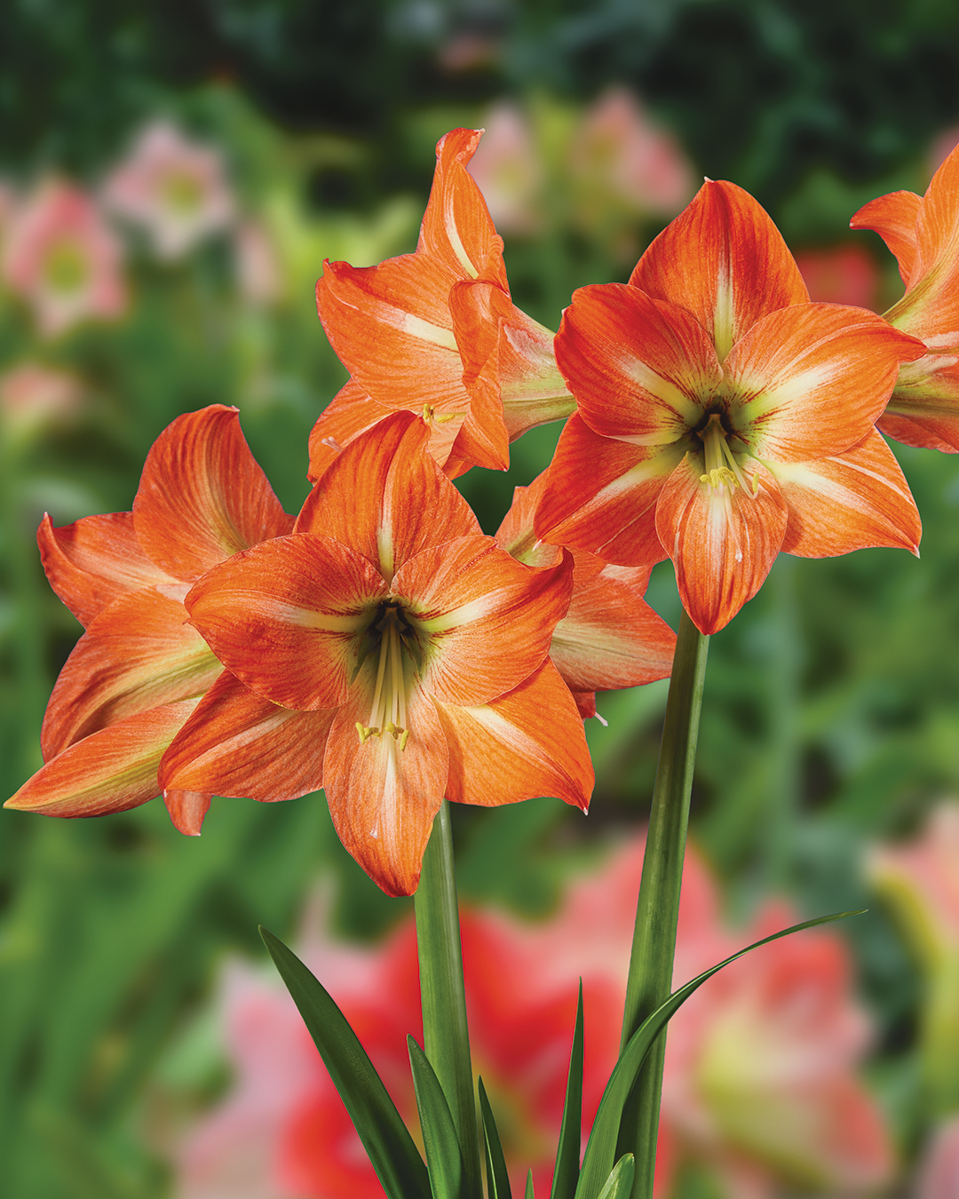 Hippeastrum 'Mango Charm'
