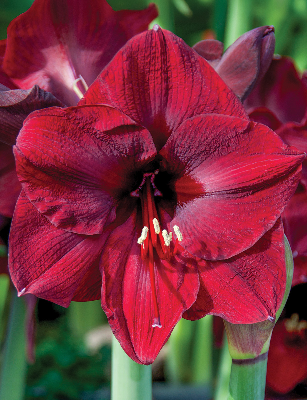 Hippeastrum 'Mandela'