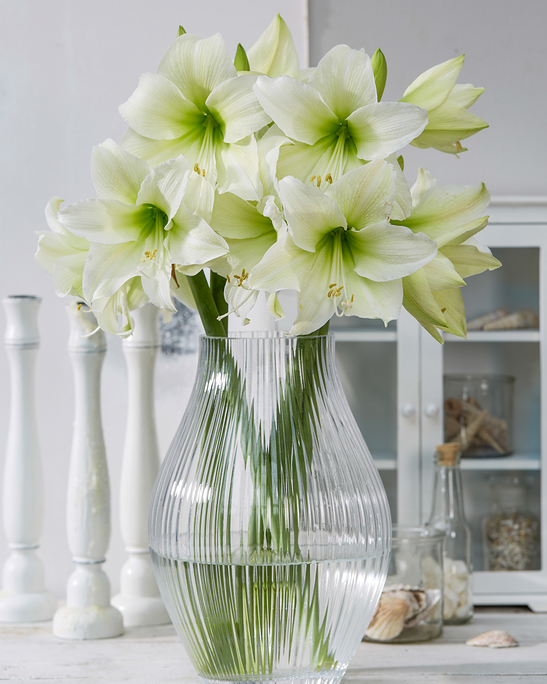 Hippeastrum 'Mount Everest'