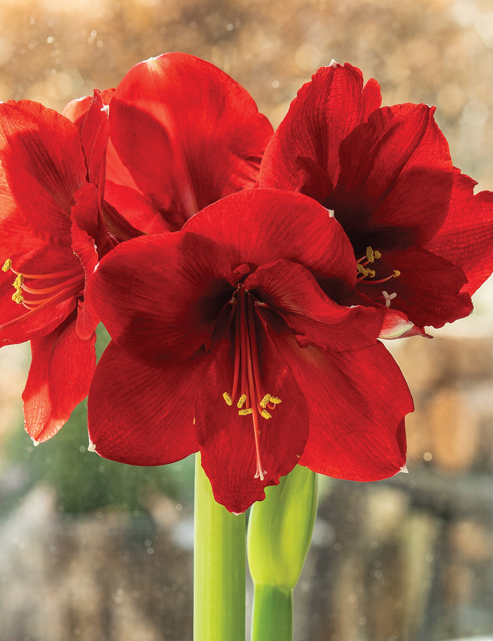 Hippeastrum 'Magnum'