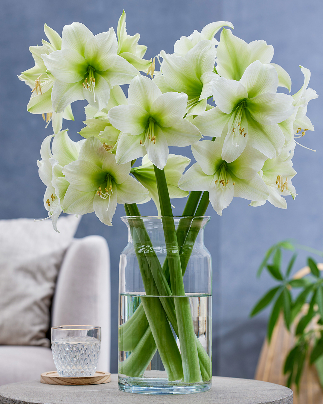 Hippeastrum 'Mojito'