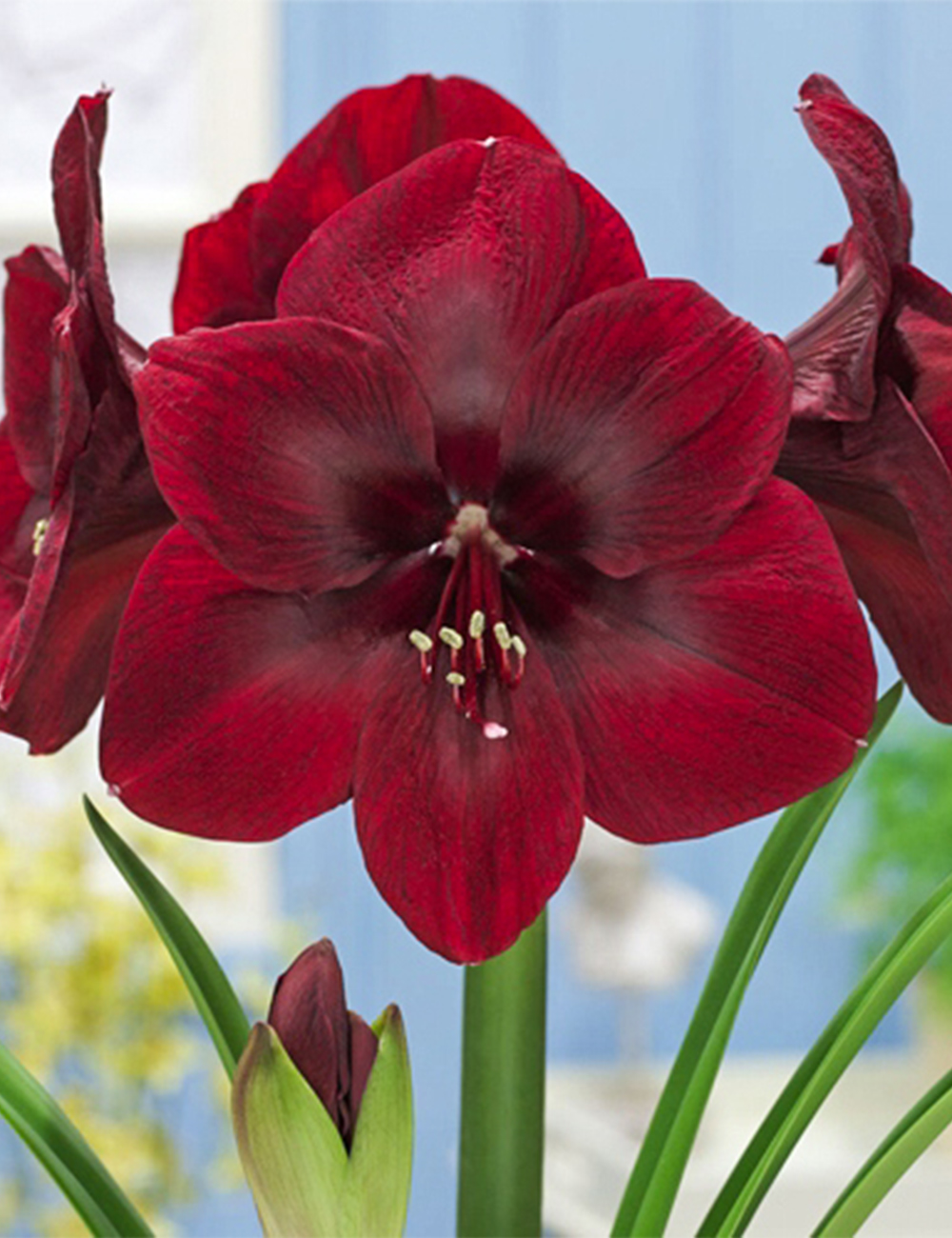 Hippeastrum Premiera